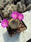 Preview: Rebutia violett